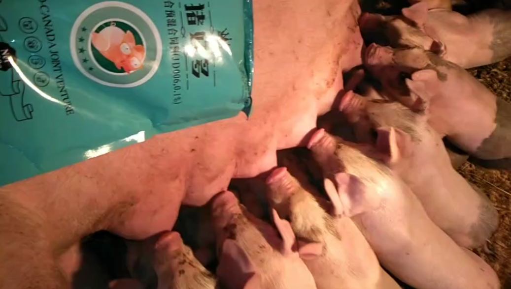 Farm and dealer health story 37